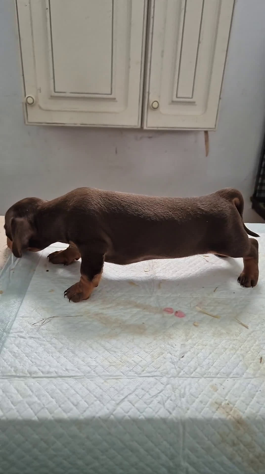 Teckel perros en venta: Teckel chocolate macho en Sevilla - Video 1