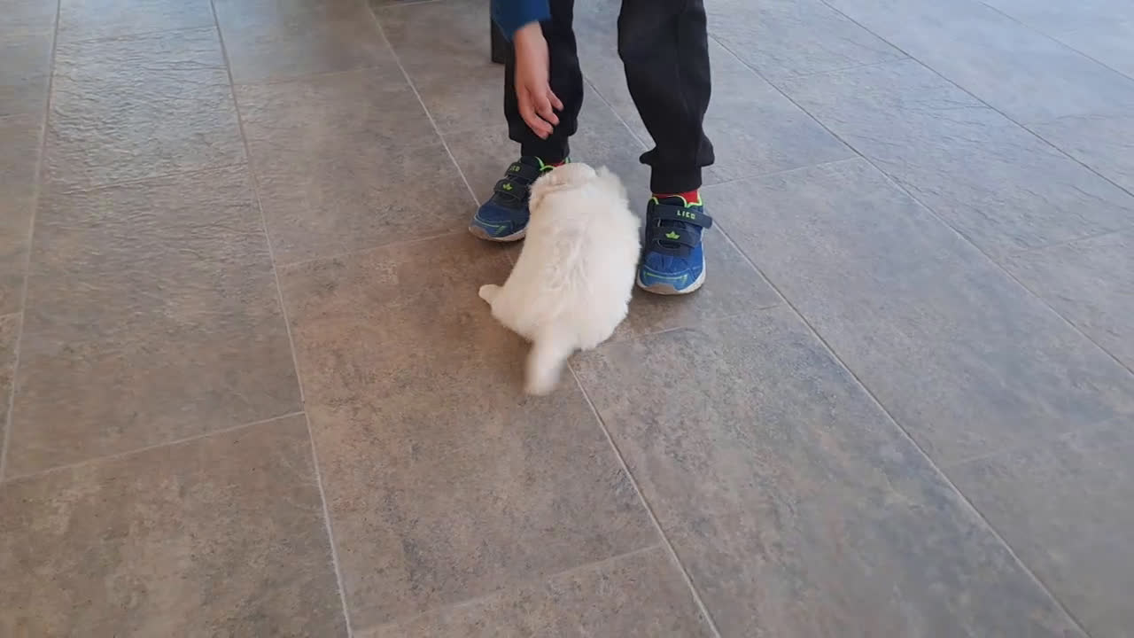 Bichón Maltés perros en venta: Cachorrita de Bichon Maltes  - Video 2