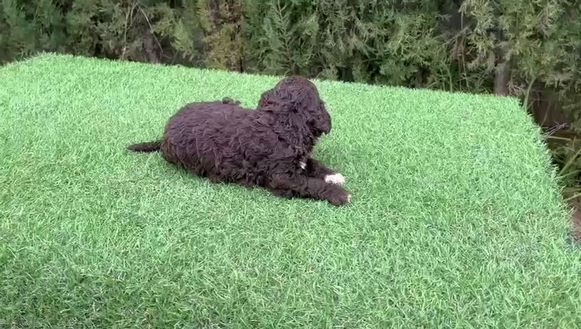 Perro de Agua Español perros en venta: Cachorros de perro de agua  - Video 1