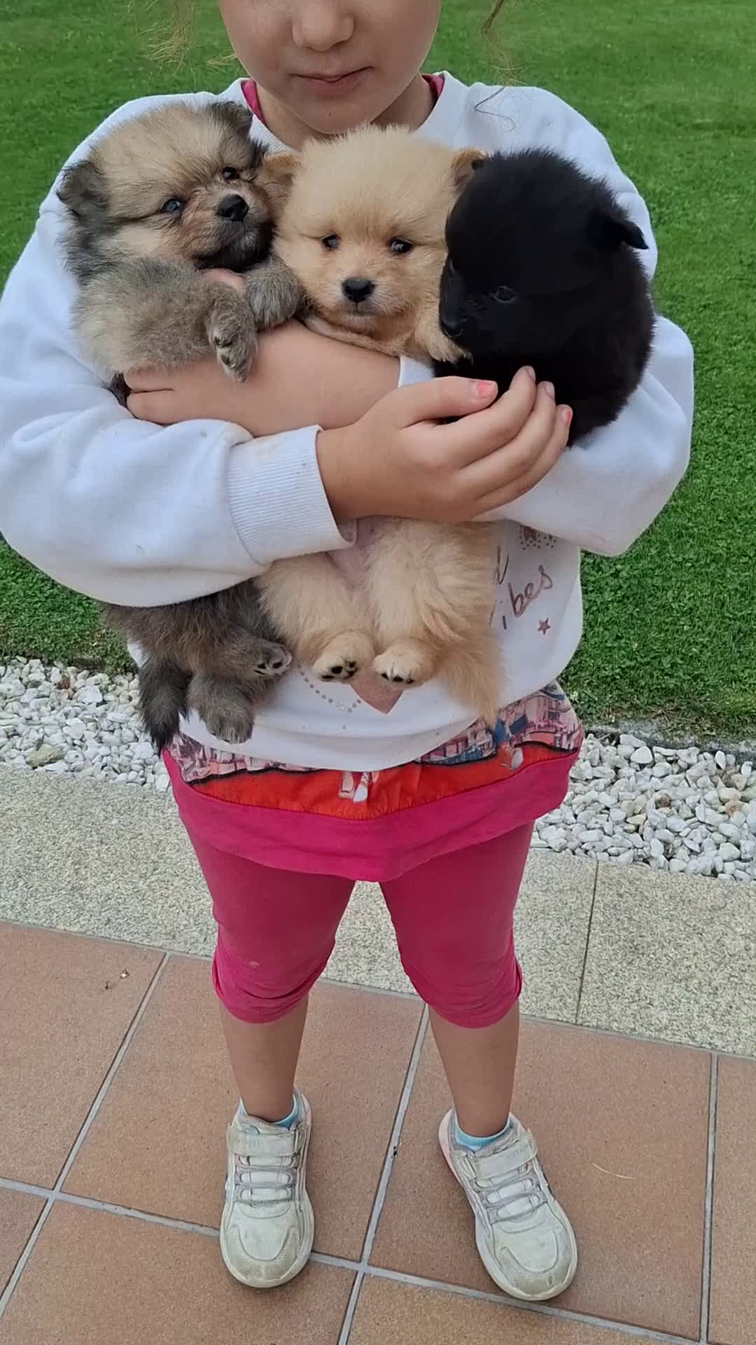 Pomerania perros en venta: Pomerania cachorros - Video 1