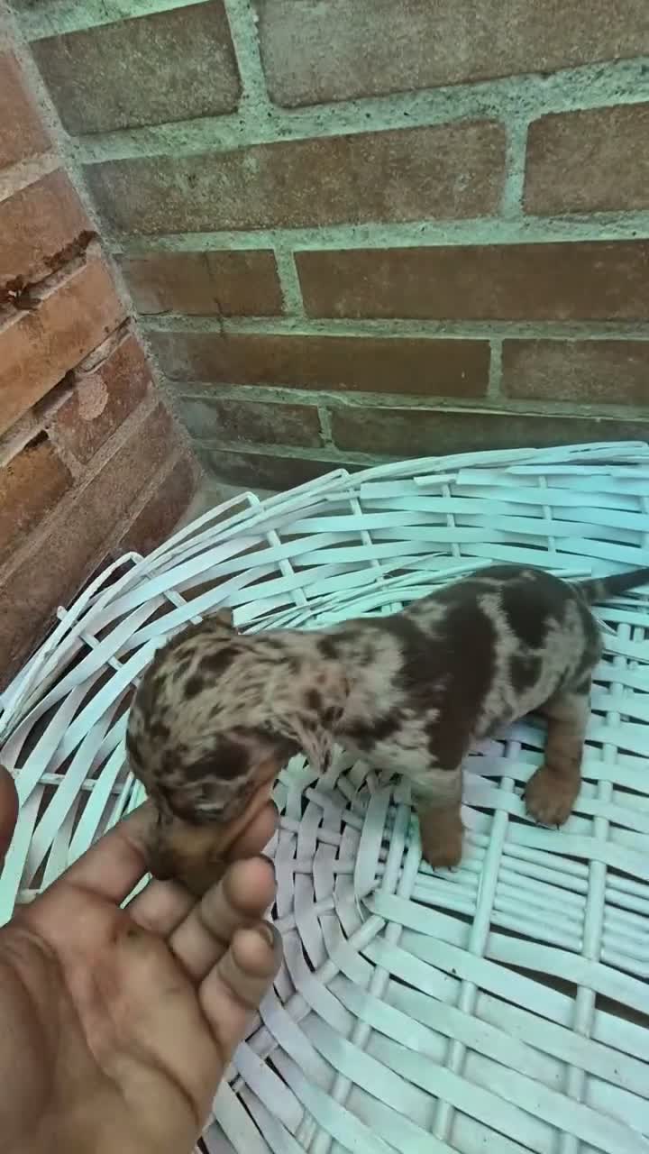 Teckel Miniatura perros en venta: Teckel arlequin chocolate kaninchen  - Video 4