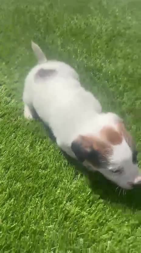 Jack Russell Terrier perros en venta: Jack Russell bebes increíbles patitas cortas  - Video 1