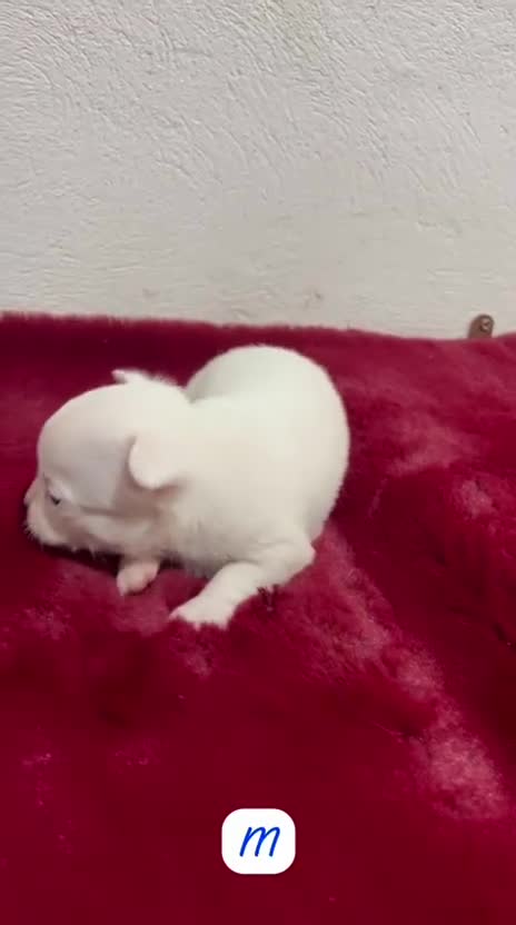 Chihuahua perros en venta: CHIHUAHUA TOY LÍNEA RUSA - Video 2