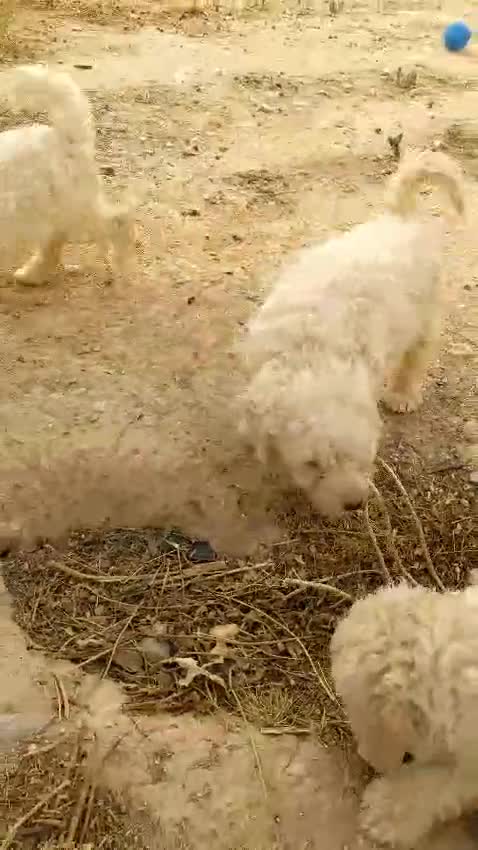 Perro de Agua Español perros en venta: Preciosos cachorros de Perro de Agua - Video 2
