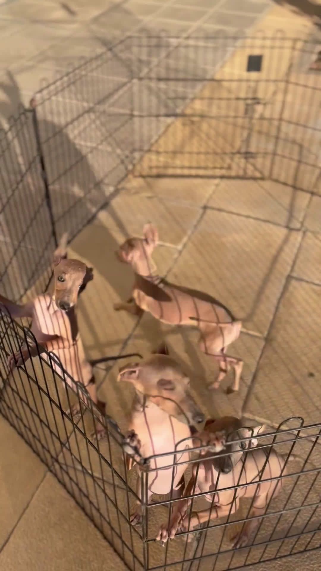 Pequeño Lebrel Italiano perros en venta: Piccolo  - Video 1