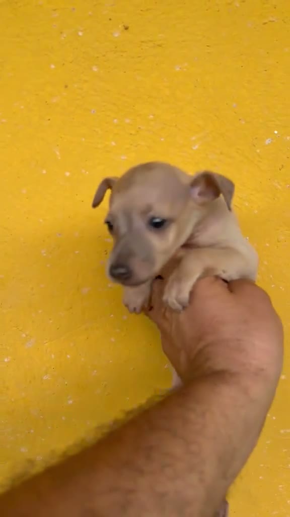 Pequeño Lebrel Italiano perros en venta: Cachorros Piccolo italiano  - Video 3