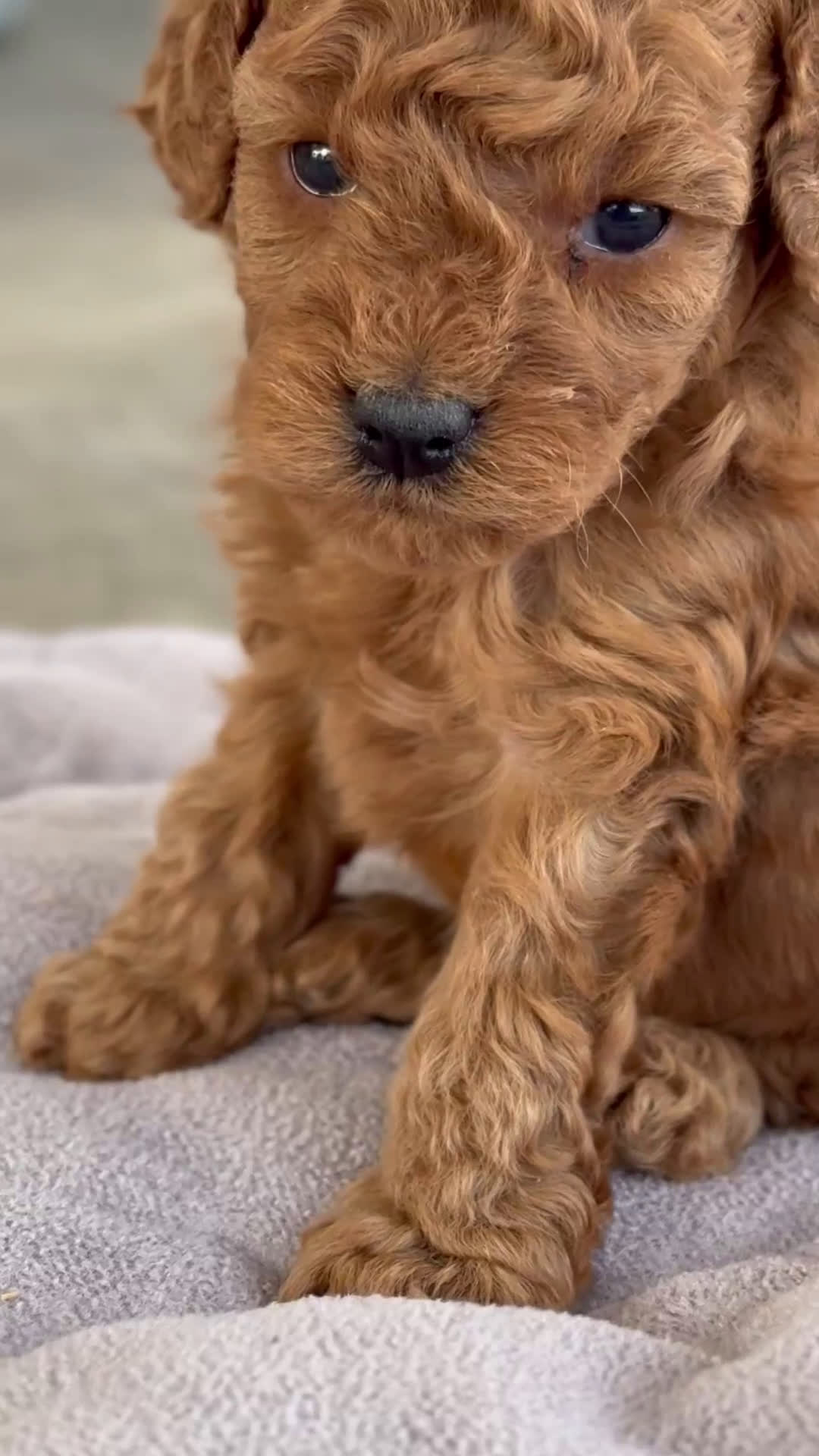 Caniche Toy perros en venta: ❤️ Atom y Solana – Caniches toy rojos  🐾 - Video 1