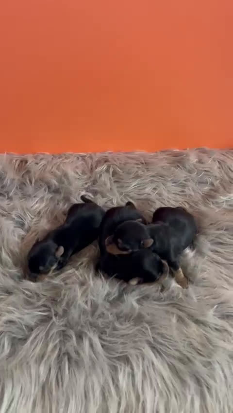 Yorkshire Terrier perros en venta: YORKSHIRE MINI TOY - Video 1