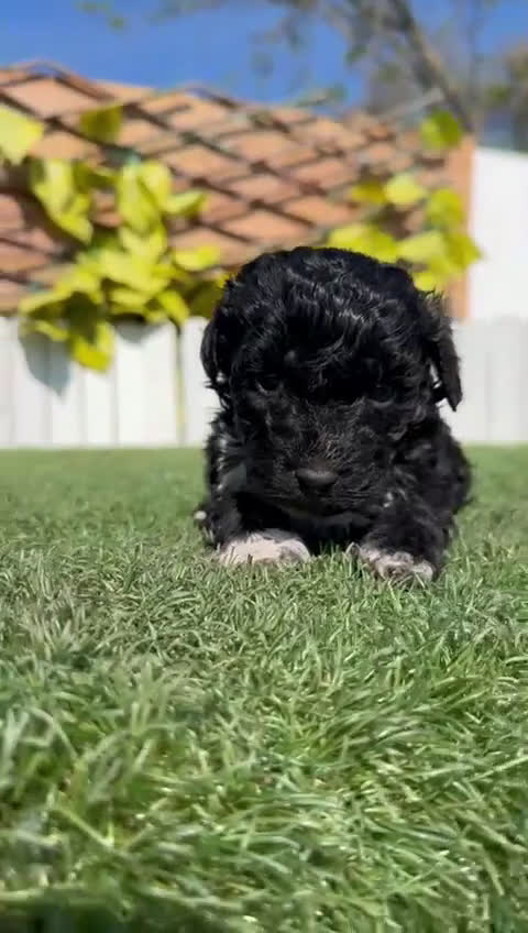 Perro de Agua Español perros en venta: PERRO DE AGUA  - Video 1