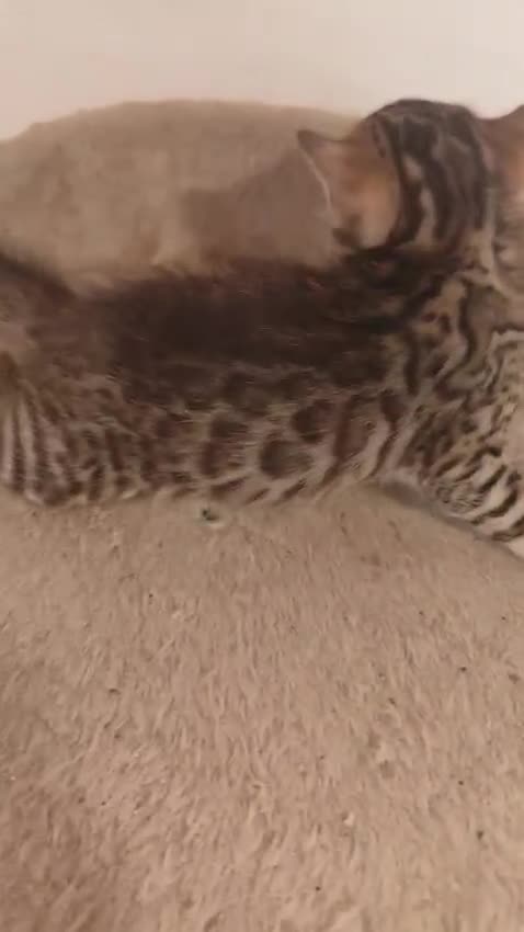 Bengalí gatos en venta: GATITOS BENGALI - Video 1