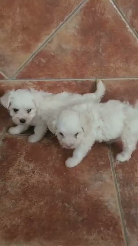 Bichón Maltés perros en venta: Bichon maltés hembritas - Video 1