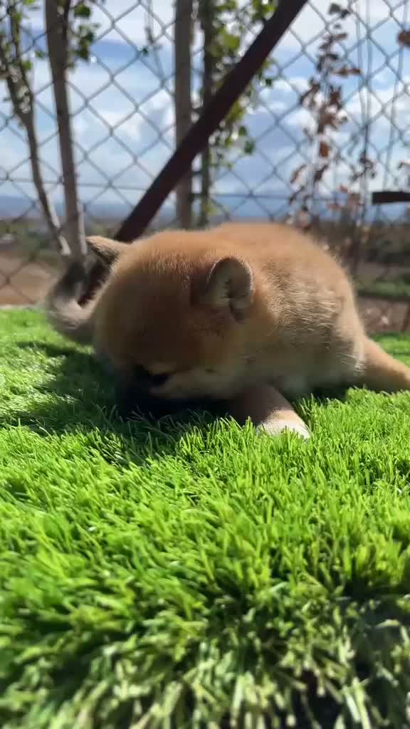 Shiba Inu perros en venta: Shiba Inu machos  - Video 3