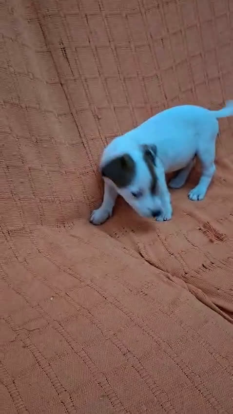 Jack Russell Terrier perros en venta: JACK RUSSEL MACHO - Video 1