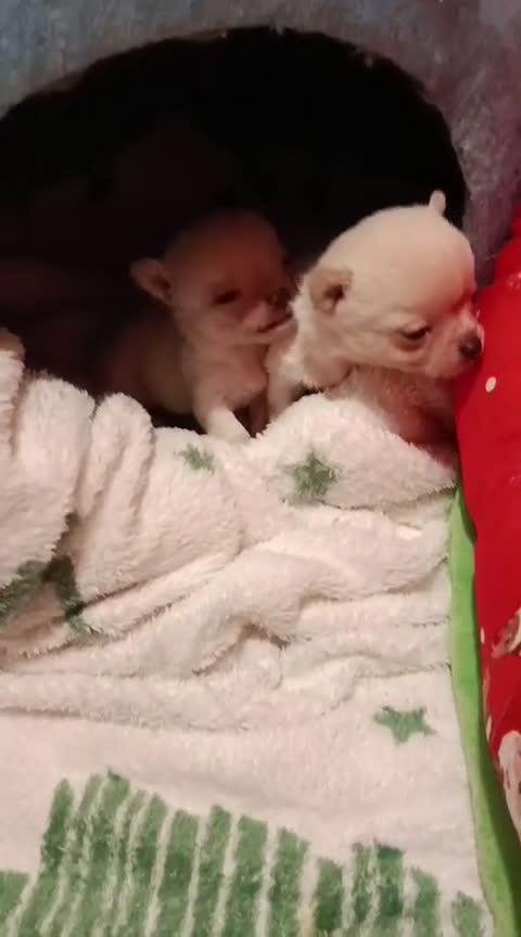 Chihuahua perros en venta: Disponible 2 Machos - Video 1