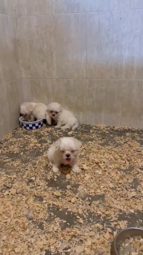 Bichón Maltés perros en venta: Bichon maltes - Video 1