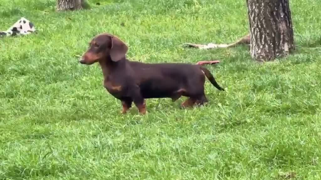 Teckel perros en venta: Espectacular camada Teckel kaninchem arlequín - Video 2