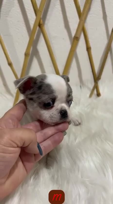 Chihuahua perros en venta: CHIHUAHUA TOY EXÓTICO - Video 1