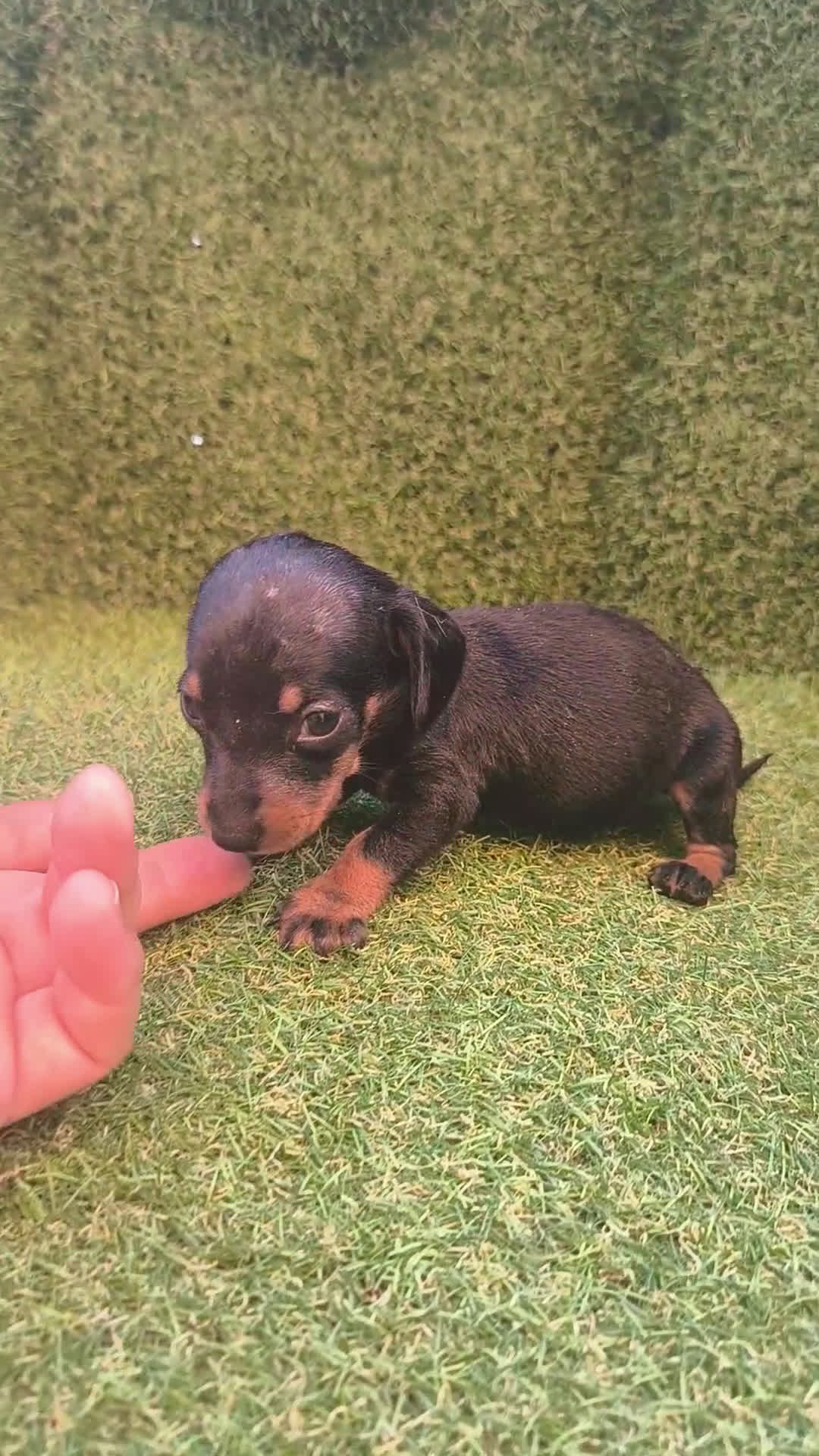 Teckel perros en venta: camada teckel canichen varios colores  - Video 5