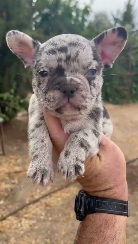 Bulldog Francés perros en venta: Bulldog frances  - Video 3