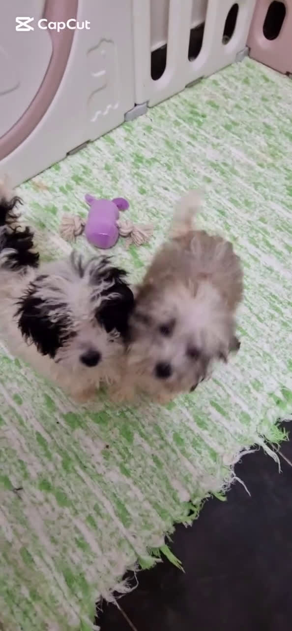 Caniche Toy perros en venta: CANICHE TOY PARTICOLOR MACHOS - Video 1