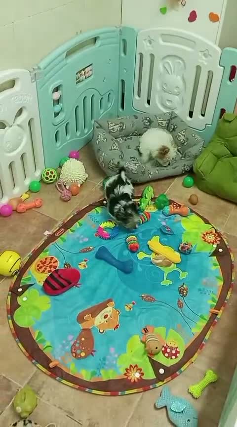 Biewer Yorkshire Terrier a la Pom Pon perros en venta: Hembras Yorkshire Biewer - Video 1