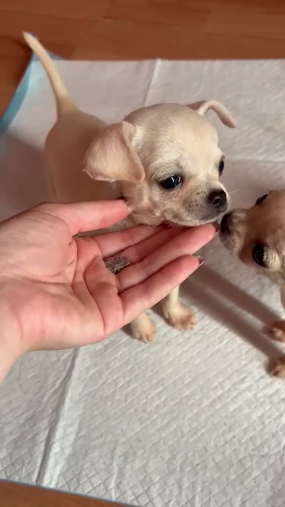 Chihuahua perros en venta: 🌹🤍 PRECIOSO CACHORRITO CHIHUAHUA 🤍🌹 - Video 1