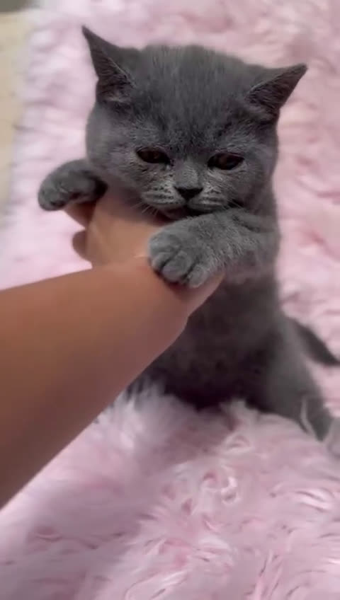 Británico de Pelo Corto gatos en venta: BRITISH SHORT HAIR PRECIOSA - Video 1