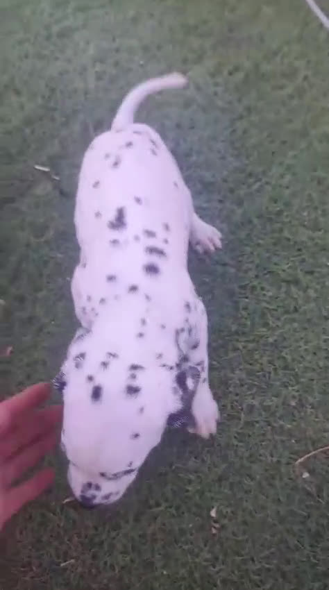 Dálmata perros en venta: Dalmatas - Video 3