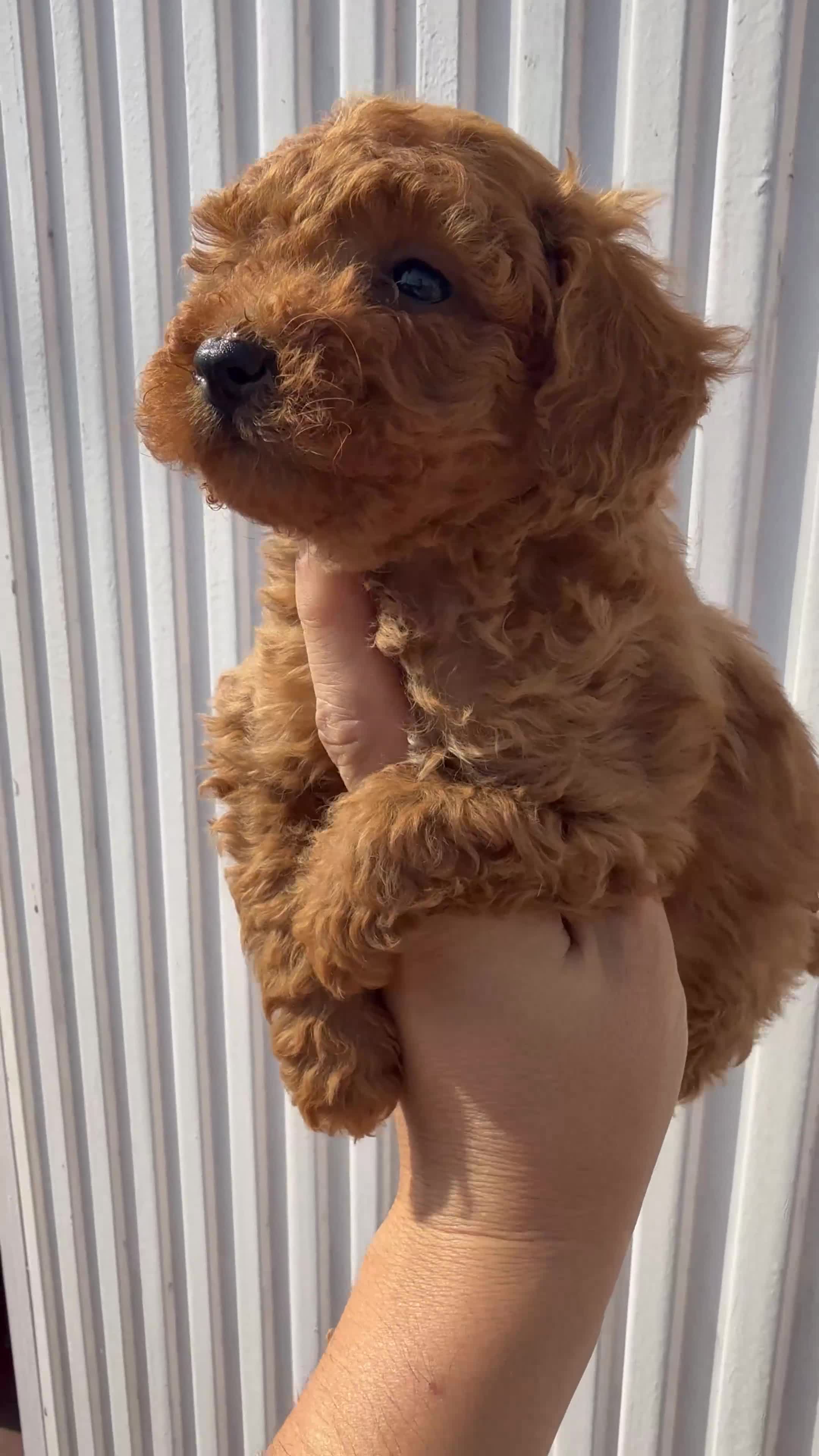 Caniche Enano perros en venta: Caniche rojo - Video 1
