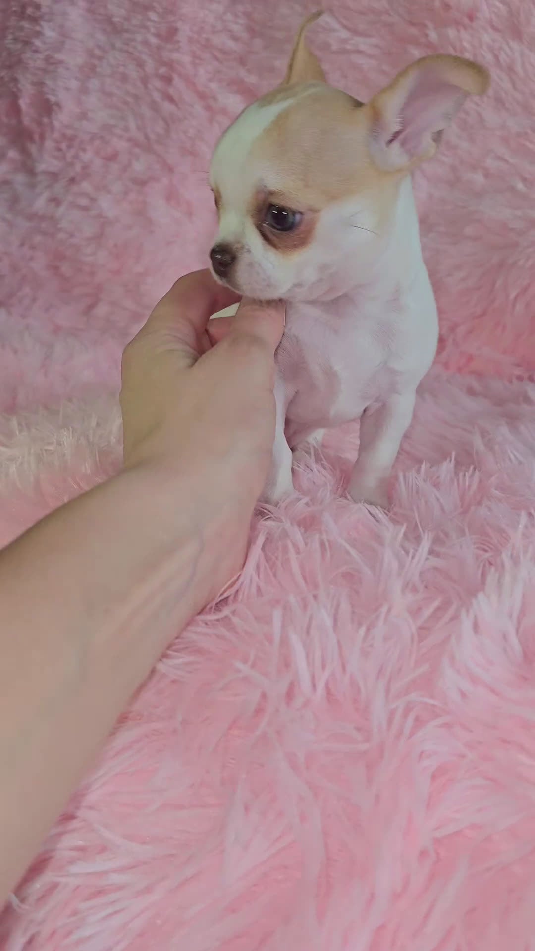 Chihuahua perros en venta: Chihuahua miniatura  - Video 2