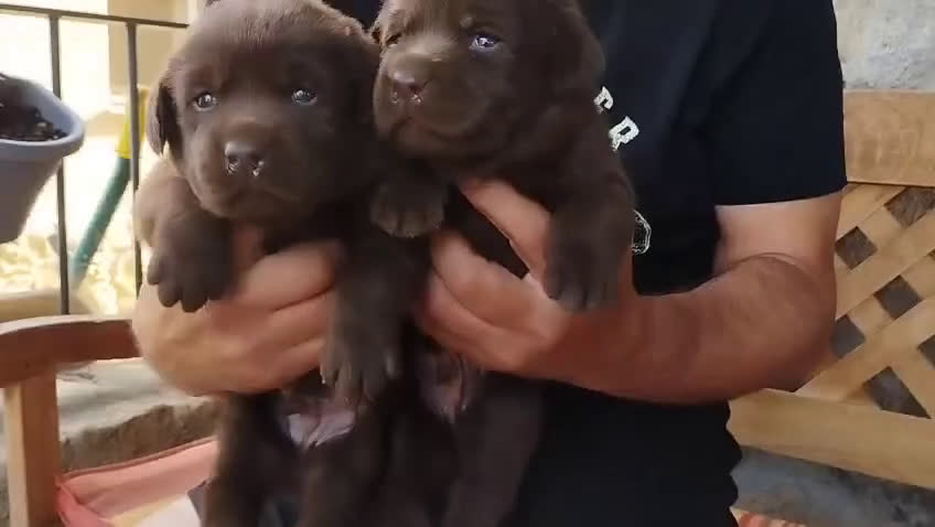 Labrador Retriever perros en venta: Labradores de Quercuscan  - Video 3