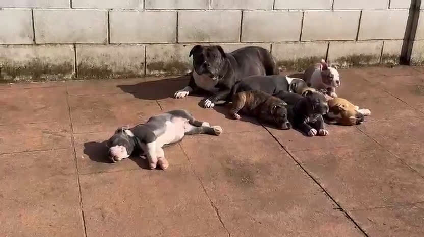 American Bully perros en venta: Cachorros American Bully - Video 1