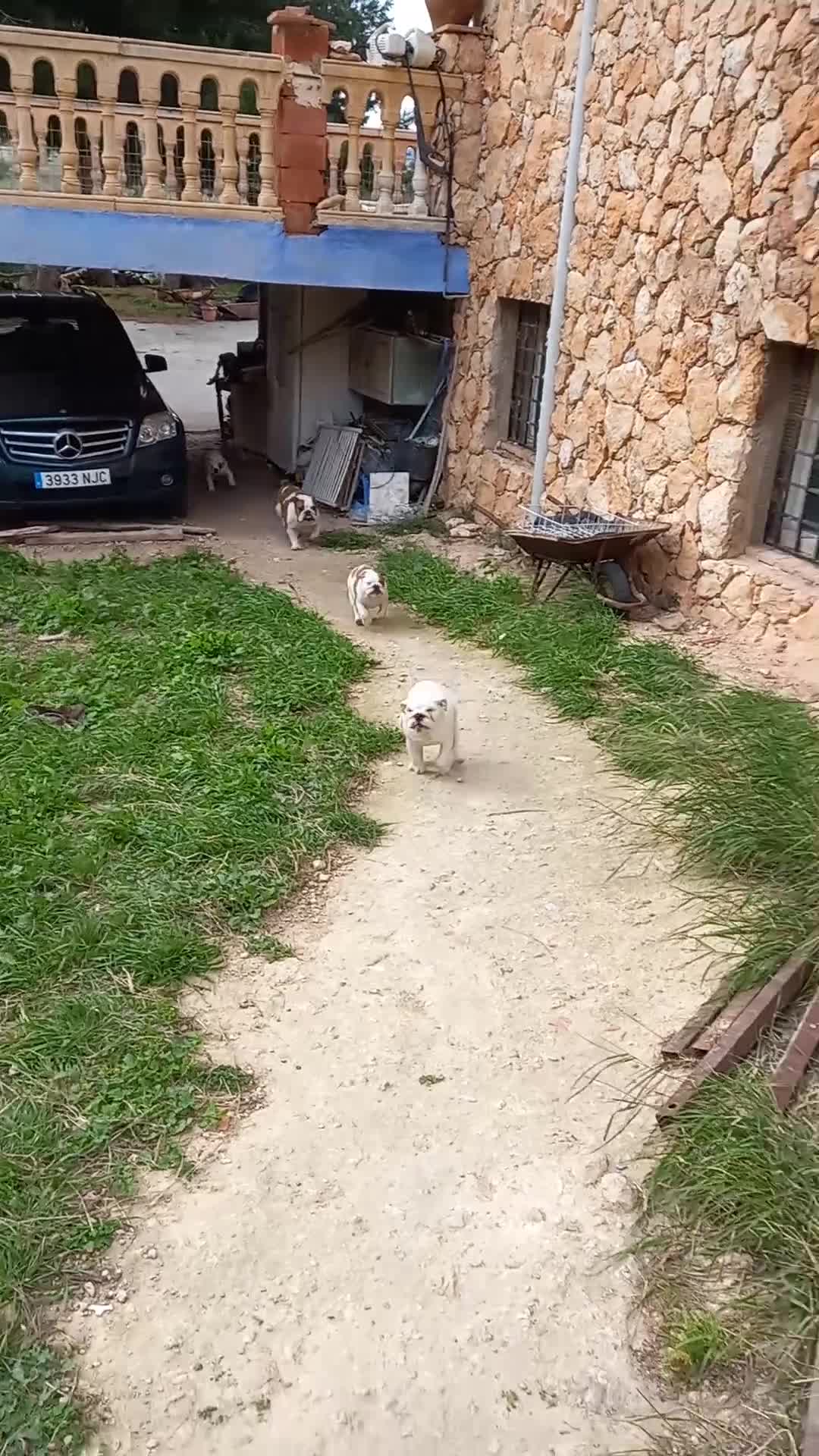 Bulldog Inglés perros en venta: Cachorro bulldog ingles  - Video 2