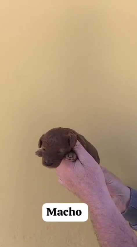 Caniche Toy perros en venta: Machos y hembras de caniche toy  - Video 2