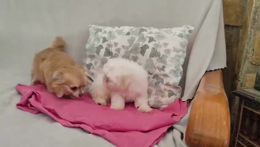 Bichón Maltés perros en venta: Machito de bichón maltés  - Video 1