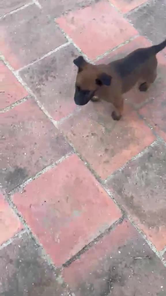 Pastor Belga Malinois perros en venta: Pastor Belga Malinois  - Video 2