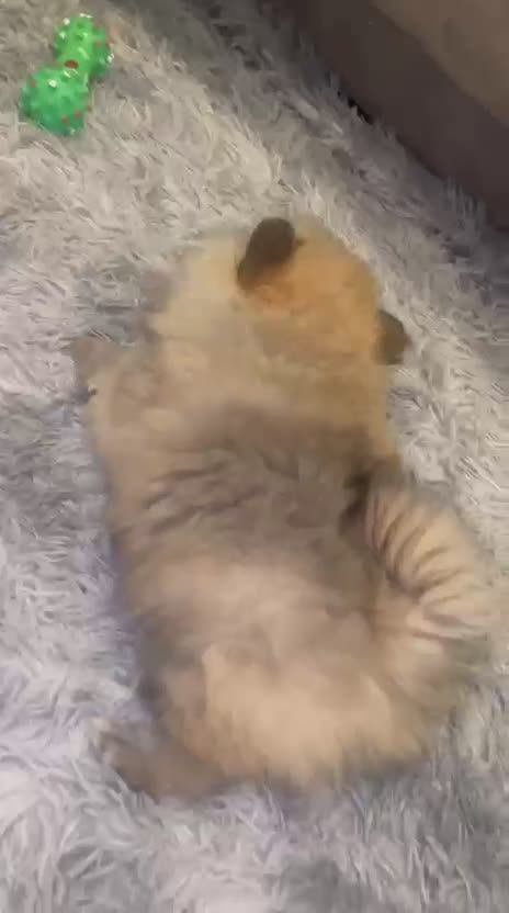 Pomerania perros en venta: Pomerania Toy super peludos muy buena morfología  - Video 3