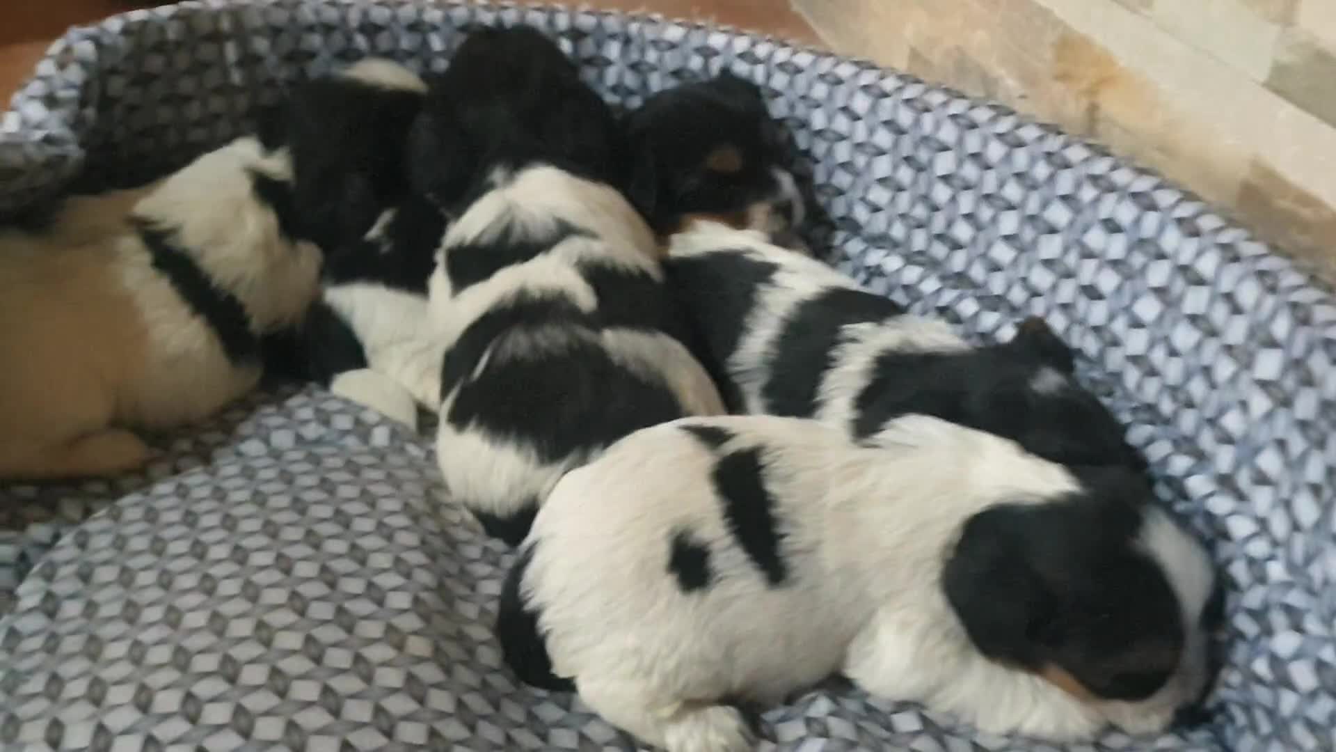 Biewer Yorkshire Terrier a la Pom Pon perros en venta: Cachorros de biewer con pedigree - Video 1