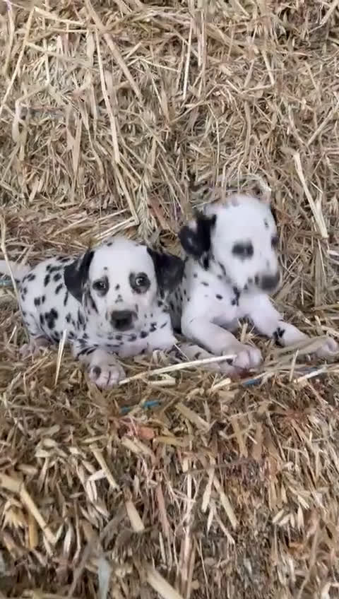 Dálmata perros en venta: Dalmata  - Video 1