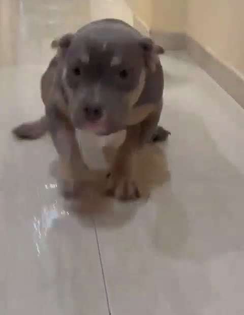 American Bully perros en venta: Perrita American Bully  - Video 1