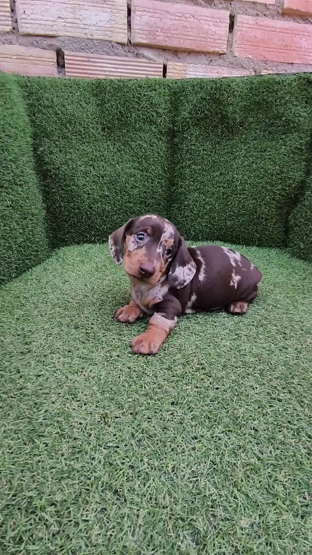 Teckel Miniatura perros en venta: teckel miniatura arlequín chocolate varios colores - Video 1