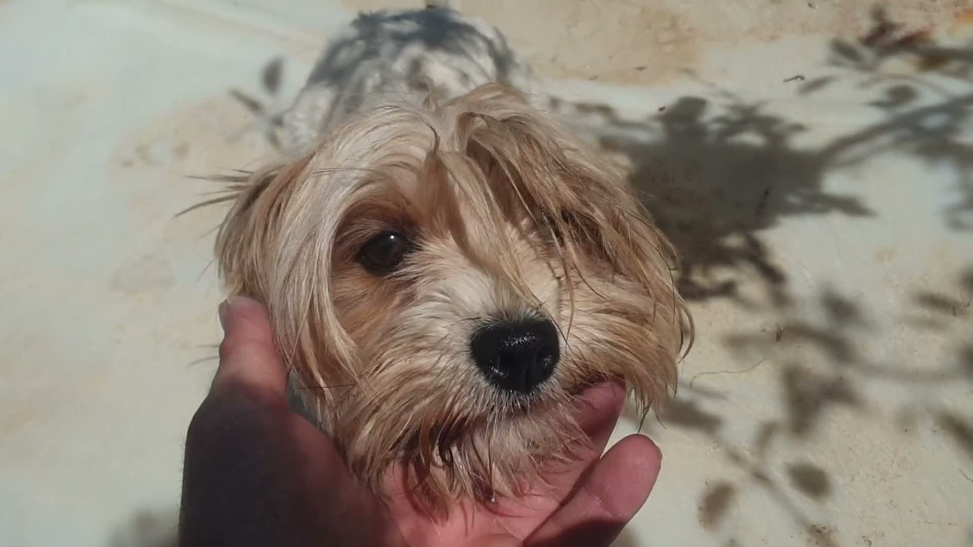 Biewer Yorkshire Terrier a la Pom Pon perros en venta: Biewer yorkshire y golden adultos con pedigree - Video 2