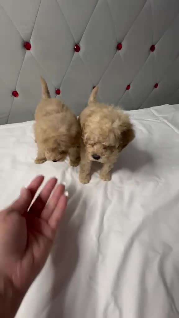 Caniche Toy perros en venta: Caniches toy rojos en Madrid - Video 4