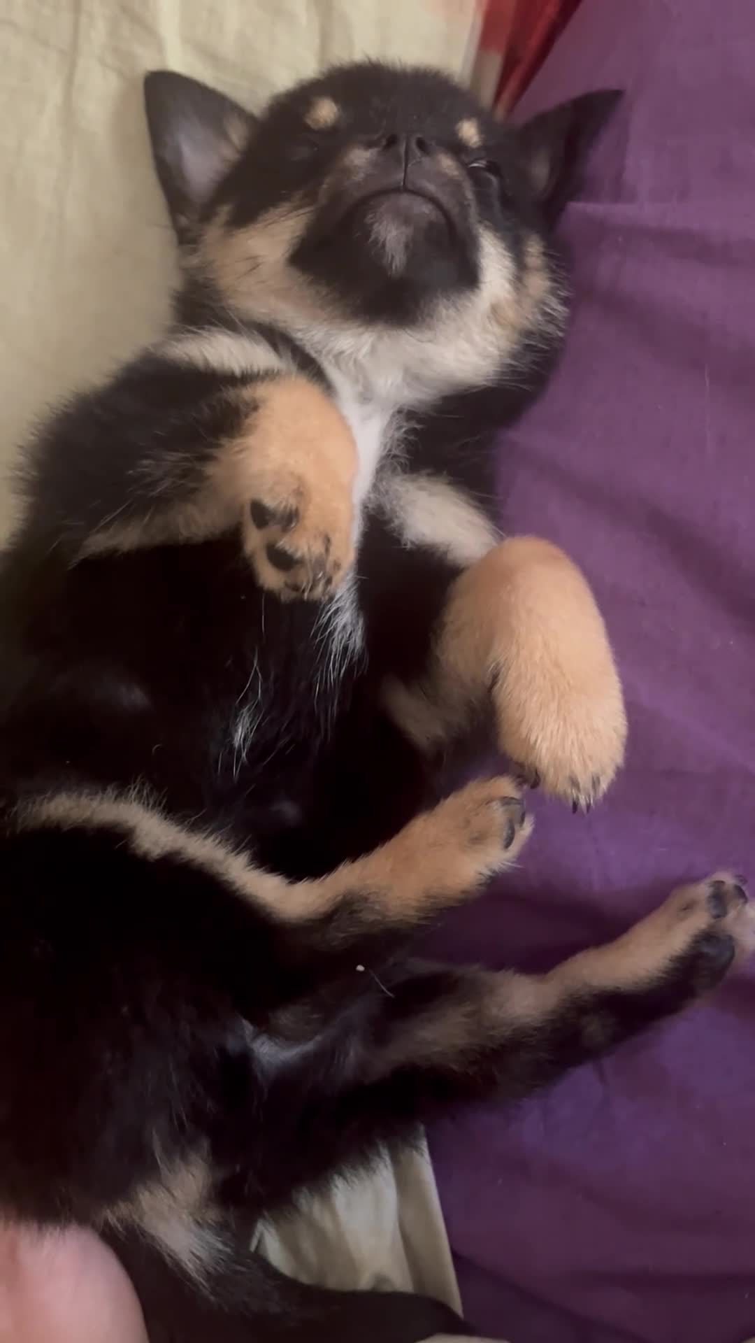 Pomerania perros en venta: Pomerania macho negro fuego - Video 1