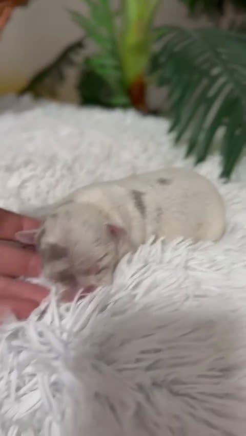 Chihuahua perros en venta: CHIHUAHUA MERLE  - Video 1