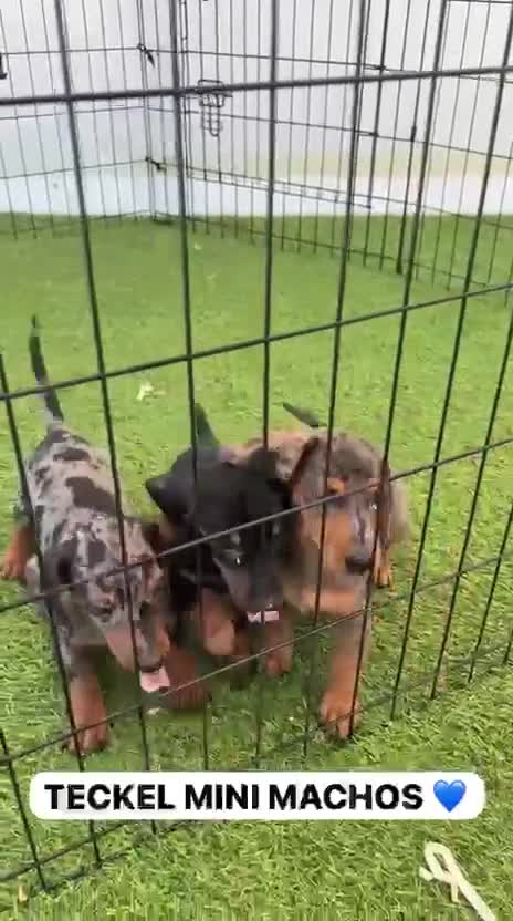 Teckel Miniatura perros en venta: TECKEL PEQUEÑITOS MAISONPET - Video 1