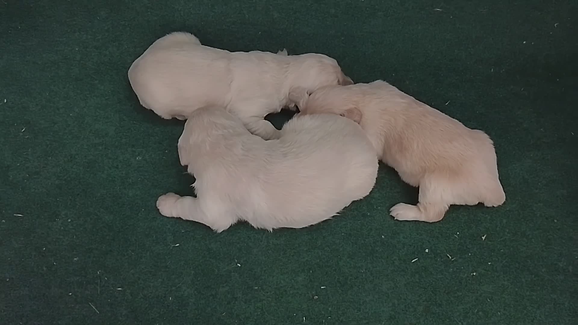 Golden Retriever perros en venta: Cacharros de golden retriever. - Video 1