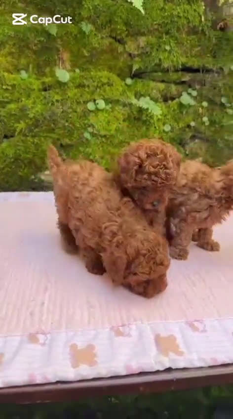 Caniche Toy perros en venta: Cachorros caniche toy asiáticos  - Video 1