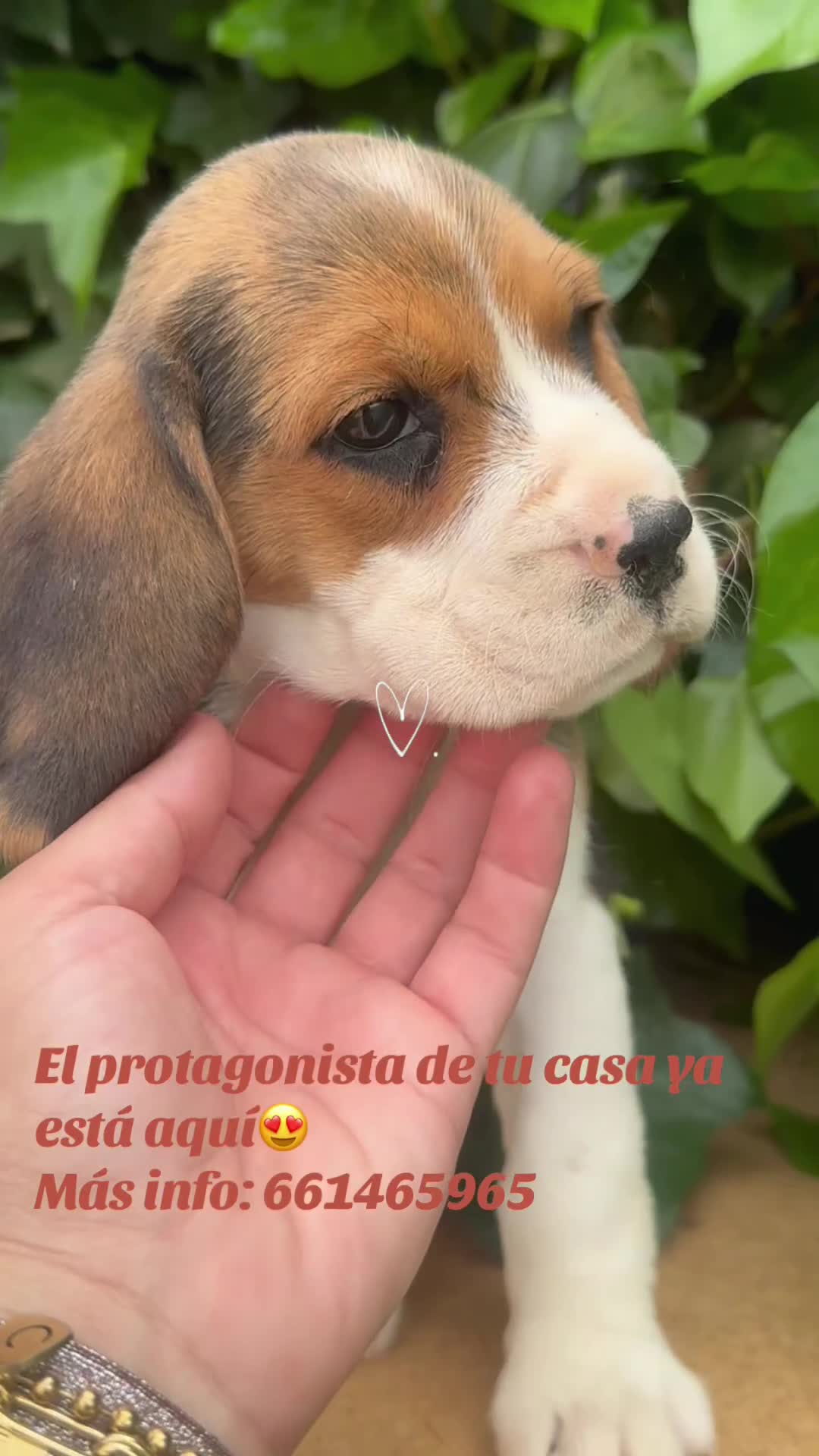 Beagle perros en venta: Beagle preciosa camada - Video 1