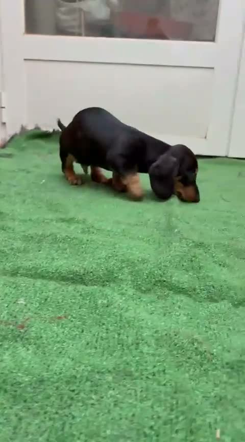 Chihuahua perros en venta: Impresionantes teckel canichen kanichen - Video 4
